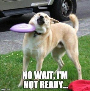 Funny Dog Hit By Frisbee