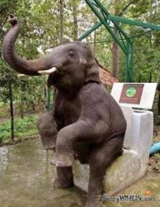 Sjov elefant