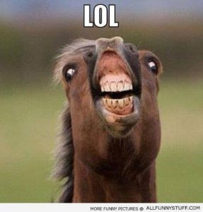 funny horse